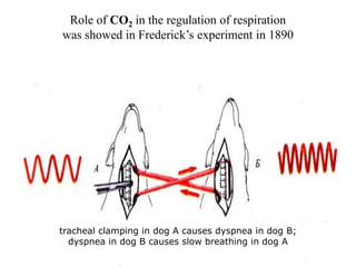 Role of CO2 in the regulation of respiration
was showed in Frederick’s experiment in 1890
tracheal clamping in dog A causes dyspnea in dog B;
dyspnea in dog B causes slow breathing in dog A
 