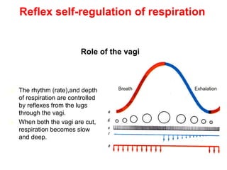 Role of the vagi
◼ The rhythm (rate),and depth
of respiration are controlled
by reflexes from the lugs
through the vagi.
◼ When both the vagi are cut,
respiration becomes slow
and deep.
Reflex self-regulation of respiration
 