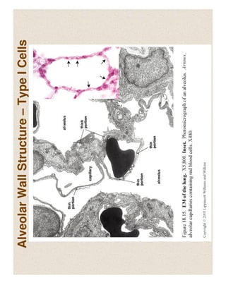 Respiratory System Anatomy | PDF