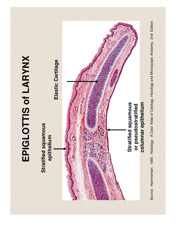 Respiratory System Anatomy