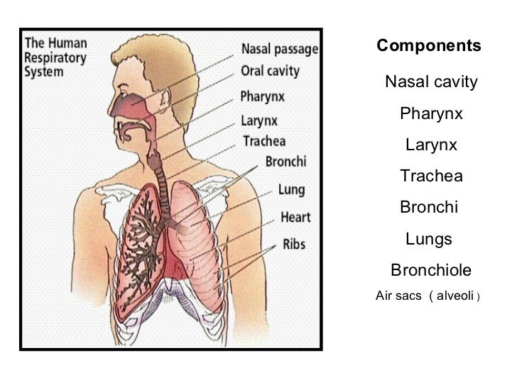 Respiratory system anatomy