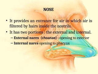 Respiratory system anatomy.ppsx presentation | PPSX