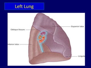 Left Lung File Respiratory system anatomy Dr.Tinku Joseph | PPTX