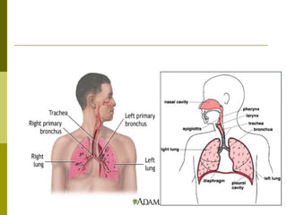 Respiratory system and disease asthma
