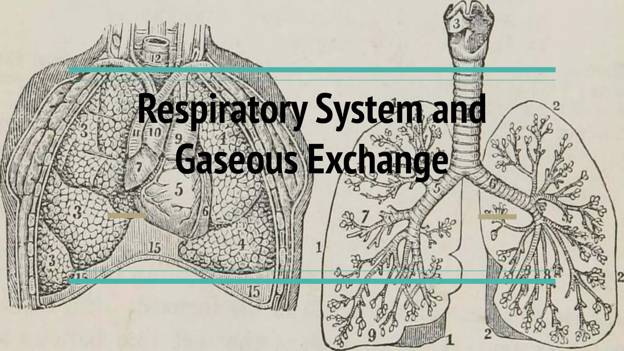 Respiratory System and
Gaseous Exchange