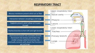 RESPIRATORY TRACT
Mucous membrane present which act as filter
Intersection between oesophagus and lungs
Epiglottis present which allows air to pass
through
Trachea branches to form left and right bronchi.
Each bronchi branch into secondary bronchi
that branch into tertiary and further into
smaller airways called bronchioles that
eventually connects with alveoli that function in
gas exchange .
 