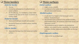  Three borders
Anterior border
 Shorter.
 Formed by convergence of mediastinal and
Costal surfaces.
 On the left lung , it is marked by a deep notch
created by the apex of the heart. It is known as
Cardiac notch.
Posterior border
 Thick and ill defined, Smooth and rounded.
 formed by Costal and medial surfaces meeting
posteriorly.
Inferior border
 Separates the base from the Costal and medial
surface.
 Three surfaces
Costal surface
 Large ,convex ,smooth.
 It is related to the Costal pleura ,which separates it from
ribs and intercostal muscles.
Medial surface
 It is divided into Posterior/Vertebral part and an
Anterior Mediastinal part.
 The vertebral part is related to the vertebral bodies,
intervertebral discs, the posterior intercostal vessels and
splanchnic nerves .
 The mediastinal part is related to the mediastinal
septum, and shows a cardiac impression, the hilum and
a number of other impressions which differ on the two
sides.
Diaphragmatic surface
 It lies on the top of diaphragm.
 