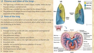  Fissures and lobes of the lungs –
 The right lung is divided into 3 lobes (upper, middle, lower) by two
fissures (oblique and horizontal).
 The left lung is divided into two lobes by the oblique fissure.
 The presence of oblique fissure of each lung allows a more uniform
expansion of the whole lung.
 Root of the lung
It is short, broad pedicle which connects the medial surface of the lung to
the mediastinum.It is formed by structures which either enter or come
out of the lung at the hilum.
Contents
1. Principal bronchus on the left side, and eparterial and hypaterial
bronchi on the right side.
2. One pulmonary artery.
3. Two pulmonary veins, superior and inferior.
4. Bronchial arteries, one on the right side and two on the left side.
5. Bronchial veins.
6. Anterior and posterior pulmonary plexuses of nerves.
7. Lymphatic of the lung.
8. Brochopulmonary lymph nodes.
9. Areolar tissue .
 