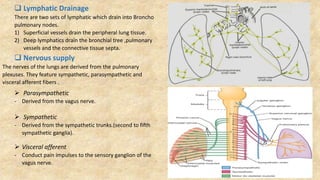  Lymphatic Drainage
There are two sets of lymphatic which drain into Broncho
pulmonary nodes.
1) Superficial vessels drain the peripheral lung tissue.
2) Deep lymphatics drain the bronchial tree ,pulmonary
vessels and the connective tissue septa.
 Nervous supply
The nerves of the lungs are derived from the pulmonary
plexuses. They feature sympathetic, parasympathetic and
visceral afferent fibers .
 Parasympathetic
- Derived from the vagus nerve.
 Sympathetic
- Derived from the sympathetic trunks.(second to fifth
sympathetic ganglia).
 Visceral afferent
- Conduct pain impulses to the sensory ganglion of the
vagus nerve.
 