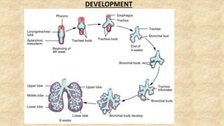DEVELOPMENT OF RESPIRATORY SYSTEM
DEVELOPMENT
 