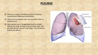 PLEURAE
 Pleura is a serous membrane which is lined by
mesothelium (flattened epithelium).
 There are two pleural sacs, one on either side of
mediastinum.
 Each pleural sac is invaginated from its medial
side by the lung, so that it has an outer layer, the
parietal pleura, and an inner layer, the visceral or
pulmonary pleura.
 