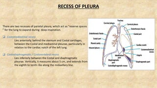 RECESS OF PLEURA
There are two recesses of parietal pleura, which act as “reserve spaces
” for the lung to expand during deep inspiration.
 Costomediastinal recess
Lies anteriorly, behind the sternum and Costal cartilages,
between the Costal and mediastinal pleurae, particularly in
relation to the cardiac notch of the left lung.
 Costodiaphragmatic / Costovertebral recess
Lies inferiorly between the Costal and diaphragmatic
pleurae. Vertically, it measures about 5 cm, and extends from
the eighth to tenth ribs along the midaxillary line.
 