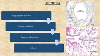 HISTOLOGY
Intrapulmonary Bronchus
Terminal Bronchiole
Respiratory Bronchiole
Alveoli
 