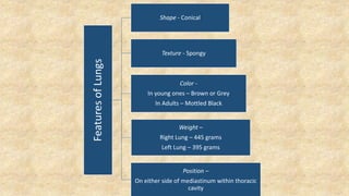Features
of
Lungs
Shape - Conical
Texture - Spongy
Color -
In young ones – Brown or Grey
In Adults – Mottled Black
Weight –
Right Lung – 445 grams
Left Lung – 395 grams
Position –
On either side of mediastinum within thoracic
cavity
 