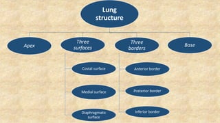 Lung
structure
Apex
Three
surfaces
Costal surface
Medial surface
Diaphragmatic
surface
Three
borders
Anterior border
Posterior border
Inferior border
Base
 