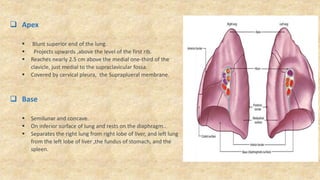  Apex
 Blunt superior end of the lung.
 Projects upwards ,above the level of the first rib.
 Reaches nearly 2.5 cm above the medial one-third of the
clavicle, just medial to the supraclavicular fossa.
 Covered by cervical pleura, the Supraplueral membrane.
 Base
 Semilunar and concave.
 On inferior surface of lung and rests on the diaphragm..
 Separates the right lung from right lobe of liver, and left lung
from the left lobe of liver ,the fundus of stomach, and the
spleen.
 