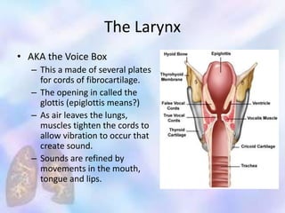 The Larynx
• AKA the Voice Box
– This a made of several plates
for cords of fibrocartilage.
– The opening in called the
glottis (epiglottis means?)
– As air leaves the lungs,
muscles tighten the cords to
allow vibration to occur that
create sound.
– Sounds are refined by
movements in the mouth,
tongue and lips.
 