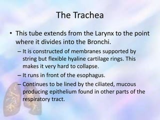 The Trachea
• This tube extends from the Larynx to the point
where it divides into the Bronchi.
– It is constructed of membranes supported by
string but flexible hyaline cartilage rings. This
makes it very hard to collapse.
– It runs in front of the esophagus.
– Continues to be lined by the ciliated, mucous
producing epithelium found in other parts of the
respiratory tract.
 