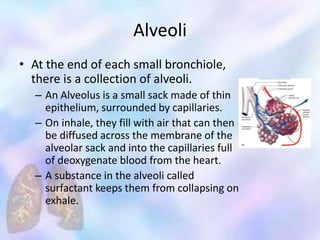 Alveoli
• At the end of each small bronchiole,
there is a collection of alveoli.
– An Alveolus is a small sack made of thin
epithelium, surrounded by capillaries.
– On inhale, they fill with air that can then
be diffused across the membrane of the
alveolar sack and into the capillaries full
of deoxygenate blood from the heart.
– A substance in the alveoli called
surfactant keeps them from collapsing on
exhale.
 