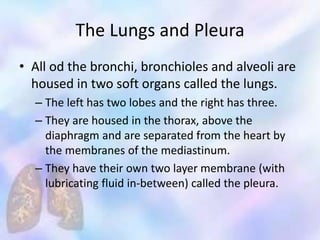 The Lungs and Pleura
• All od the bronchi, bronchioles and alveoli are
housed in two soft organs called the lungs.
– The left has two lobes and the right has three.
– They are housed in the thorax, above the
diaphragm and are separated from the heart by
the membranes of the mediastinum.
– They have their own two layer membrane (with
lubricating fluid in-between) called the pleura.
 