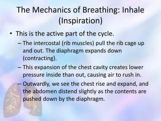 The Mechanics of Breathing: Inhale
(Inspiration)
• This is the active part of the cycle.
– The intercostal (rib muscles) pull the rib cage up
and out. The diaphragm expands down
(contracting).
– This expansion of the chest cavity creates lower
pressure inside than out, causing air to rush in.
– Outwardly, we see the chest rise and expand, and
the abdomen distend slightly as the contents are
pushed down by the diaphragm.
 