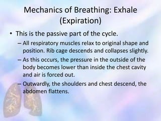 Mechanics of Breathing: Exhale
(Expiration)
• This is the passive part of the cycle.
– All respiratory muscles relax to original shape and
position. Rib cage descends and collapses slightly.
– As this occurs, the pressure in the outside of the
body becomes lower than inside the chest cavity
and air is forced out.
– Outwardly, the shoulders and chest descend, the
abdomen flattens.
 