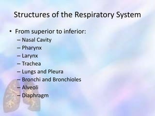 Structures of the Respiratory System
• From superior to inferior:
– Nasal Cavity
– Pharynx
– Larynx
– Trachea
– Lungs and Pleura
– Bronchi and Bronchioles
– Alveoli
– Diaphragm
 