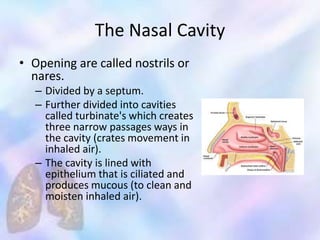 The Nasal Cavity
• Opening are called nostrils or
nares.
– Divided by a septum.
– Further divided into cavities
called turbinate's which creates
three narrow passages ways in
the cavity (crates movement in
inhaled air).
– The cavity is lined with
epithelium that is ciliated and
produces mucous (to clean and
moisten inhaled air).
 