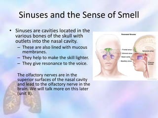 Sinuses and the Sense of Smell
• Sinuses are cavities located in the
various bones of the skull with
outlets into the nasal cavity.
– These are also lined with mucous
membranes.
– They help to make the skill lighter.
– They give resonance to the voice.
The olfactory nerves are in the
superior surfaces of the nasal cavity
and lead to the olfactory nerve in the
brain. We will talk more on this later
(unit 8).
 