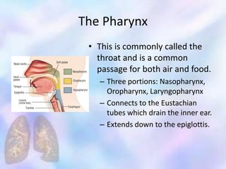 The Pharynx
• This is commonly called the
throat and is a common
passage for both air and food.
– Three portions: Nasopharynx,
Oropharynx, Laryngopharynx
– Connects to the Eustachian
tubes which drain the inner ear.
– Extends down to the epiglottis.
 