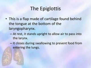 The Epiglottis
• This is a flap made of cartilage found behind
the tongue at the bottom of the
laryngopharynx.
– At rest, it stands upright to allow air to pass into
the larynx.
– It closes during swallowing to prevent food from
entering the lungs.
 