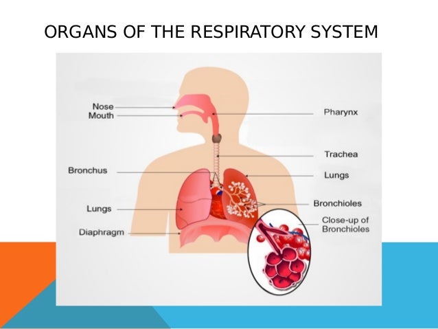 Respiratory system by hugo,guillermo and hector