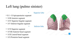 Segment Inferior Respiratory system by Mohigul.pptx.respii | PPTX