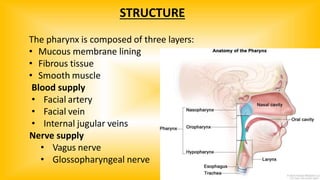 STRUCTURE
The pharynx is composed of three layers:
• Mucous membrane lining
• Fibrous tissue
• Smooth muscle
Blood supply
• Facial artery
• Facial vein
• Internal jugular veins
Nerve supply
• Vagus nerve
• Glossopharyngeal nerve
 
