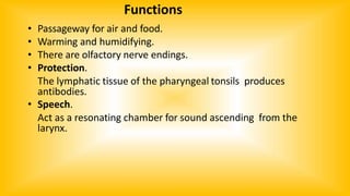 Functions
• Passageway for air and food.
• Warming and humidifying.
• There are olfactory nerve endings.
• Protection.
The lymphatic tissue of the pharyngeal tonsils produces
antibodies.
• Speech.
Act as a resonating chamber for sound ascending from the
larynx.
 
