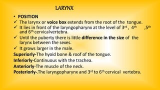 LARYNX
• POSITION
 The larynx or voice box extends from the root of the tongue.
 It lies in front of the laryngopharynx at the level of 3rd , 4th ,5th
and 6th cervicalvertebra.
 Until the puberty there is little difference in the size of the
larynx between the sexes.
 It grows larger in the male.
Superiorly-The hyoid bone & roof of the tongue.
Inferiorly-Continuous with the trachea.
Anteriorly-The muscle of the neck.
Posteriorly-.The laryngopharynx and 3rd to 6th cervical vertebra.
 