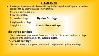 STRUCTURE
• The larynx is composed of several irregularly shaped cartilages attached to
each other by ligaments and membranes.
• The main cartilages are:
1 thyroid cartilage
1 cricoid cartilage Hyaline Cartilage
Elastic Fibrocartilage
2 arytenoid cartilage
1 epiglottis
The thyroid cartilage
This is the most prominent & consists of 2 flat pieces of hyaline cartilage
& fused anteriorly forming the Adam’s apple.
The cricoid cartilage
This lies below the thyroid cartilage & composed of hyaline cartilage.
 