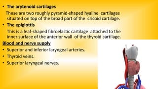 • The arytenoid cartilages
These are two roughly pyramid-shaped hyaline cartilages
situated on top of the broad part of the cricoid cartilage.
• The epiglottis
This is a leaf-shaped fibroelastic cartilage attached to the
inner surface of the anterior wall of the thyroid cartilage.
Blood and nerve supply
• Superior and inferior laryngeal arteries.
• Thyroid veins.
• Superior laryngeal nerves.
 