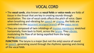 VOCAL CORD
• The vocal cords, also known as vocal folds or voice reeds are folds of
tissue in the throat that are key in creating sounds through
vocalization. The size of vocal cords affects the pitch of voice. Open
when breathing and vibrating for speech or singing, the folds are
controlled via the recurrent laryngeal branch of the vagus nerve.
• They are composed of twin infoldings of mucous membrane stretched
horizontally, from back to front, across the larynx. They vibrate,
modulating the flow of air being expelled from the lungs
during phonation
FUNCTION: The larynx is a major (but not the only) source of sound
in speech, generating sound through the rhythmic opening and closing
of the vocal folds
 