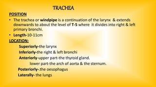 TRACHEA
POSITION
• The trachea or windpipe is a continuation of the larynx & extends
downwards to about the level of T-5 where it divides into right & left
primary bronchi.
• Length-10-11cm
LOCATION:
Superiorly-the larynx
Inferiorly-the right & left bronchi
Anteriorly-upper part-the thyroid gland.
lower part-the arch of aorta & the sternum.
Posteriorly-.the oesophagus
Laterally- the lungs
 