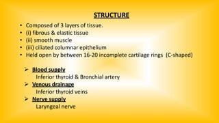 STRUCTURE
• Composed of 3 layers of tissue.
• (i) fibrous & elastic tissue
• (ii) smooth muscle
• (iii) ciliated columnar epithelium
• Held open by between 16-20 incomplete cartilage rings (C-shaped)
 Blood supply
Inferior thyroid & Bronchial artery
 Venous drainage
Inferior thyroid veins
 Nerve supply
Laryngeal nerve
 