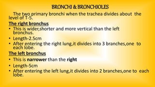 BRONCHI & BRONCHIOLES
The two primary bronchi when the trachea divides about the
level of T-5.
The right bronchus
• This is wider,shorter and more vertical than the left
bronchus.
• Length-2.5cm
• After entering the right lung,it divides into 3 branches,one to
each lobe.
The left bronchus
• This is narrower than the right
• Length-5cm
• After entering the left lung,it divides into 2 branches,one to each
lobe.
 