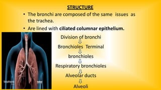 STRUCTURE
• The bronchi are composed of the same issues as
the trachea.
• Are lined with ciliated columnar epithelium.
Division of bronchi
Bronchioles Terminal
bronchioles
Respiratory bronchioles
Alveolar ducts
Alveoli
 