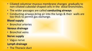 • Ciliated columnar mucous membrane changes gradually to
non-ciliated cuboidal-shaped cells in the distal bronchioles.
• The wider passages are called conducting airways
• Conducting airways,bring air into the lungs & their walls are
too thick to permit gas exchange.
Blood supply
• Bronchial arteries
Venous drainage
• Bronchial veins
Nerve supply
• Vagus nerve
Lymph drainage
• The Thoracic duct
 