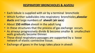 RESPIRATORY BRONCHIOLES & ALVEOLI
• Each lobule is supplied with air by a terminal bronchiole
• Which further subdivides into respiratory bronchioles,alveolar
ducts and large numbers of alveoli (air sacs)
• About 150 million alveoli in the adult lung
• In these structures that the process of gas exchange occurs.
• As airways progressively divide & become smaller & smaller,their
walls gradually become thinner.
• These distal respiratory passages are supported by a loose
network of elastic connective tissue.
• Exchange of gases in the lungs takes place in alveoli
 