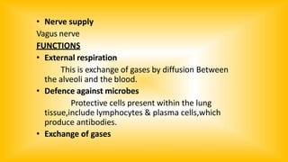 • Nerve supply
Vagus nerve
FUNCTIONS
• External respiration
This is exchange of gases by diffusion Between
the alveoli and the blood.
• Defence against microbes
Protective cells present within the lung
tissue,include lymphocytes & plasma cells,which
produce antibodies.
• Exchange of gases
 
