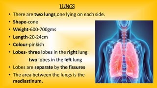 LUNGS
• There are two lungs,one lying on each side.
• Shape-cone
• Weight-600-700gms
• Length-20-24cm
• Colour-pinkish
• Lobes- three lobes in the right lung
two lobes in the left lung
• Lobes are separate by the fissures
• The area between the lungs is the
mediastinum.
 