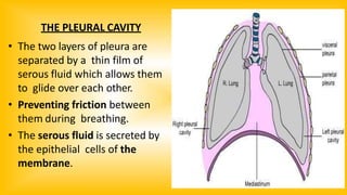 THE PLEURAL CAVITY
• The two layers of pleura are
separated by a thin film of
serous fluid which allows them
to glide over each other.
• Preventing friction between
them during breathing.
• The serous fluid is secreted by
the epithelial cells of the
membrane.
 
