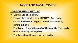 NOSE AND NASAL CAVITY
POSITION AND STRUCTURE
 Main route of air entry.
 Two cavities divided by a SEPTUM. Anteriorly
consist hyaline cartilage. The roof is formed by
ethmoid bone
 The floor is formed by roof of the mouth. The medial
wall formed by the septum.
 The lateral wall formed by the maxilla.
 
