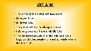 LEFT LUNG
• The left lung is divided into two lobes
• (i) upper lobe
• (ii) lower lobe
• They separate by the oblique fissure
• Left lung does not have a middle lobe
• The mediastinal surface of the left lung has a
large cardiac impression or cardiac notch where
the heart sits.
 